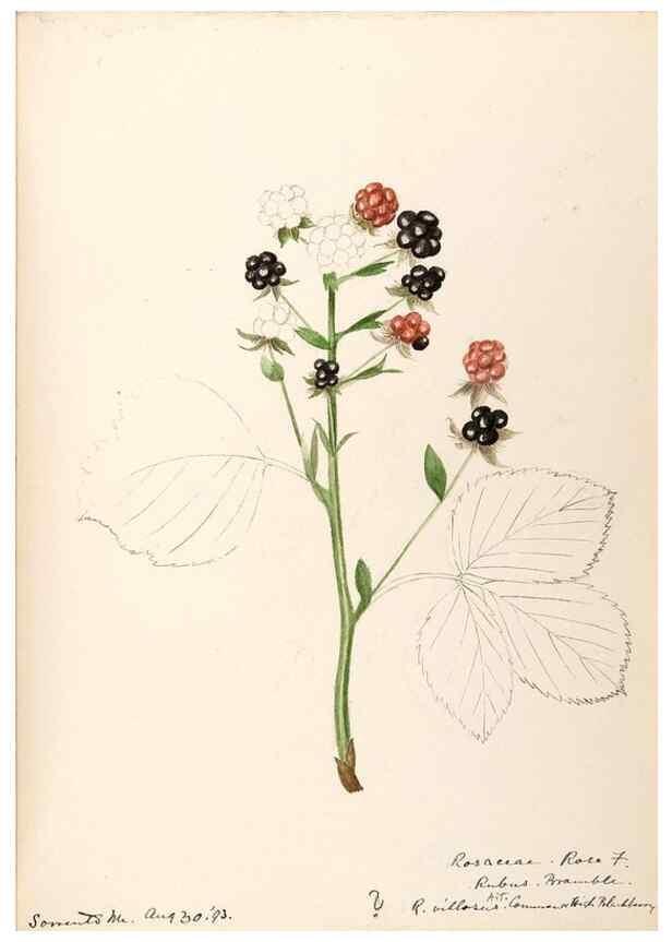 Reproducción/Reproduction 48788808211: [Water-color sketches of plants of North America and Europe]. . 