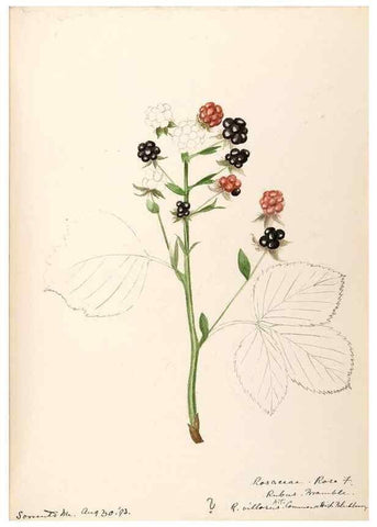 Reproducción/Reproduction 48788808211: [Water-color sketches of plants of North America and Europe]. . 