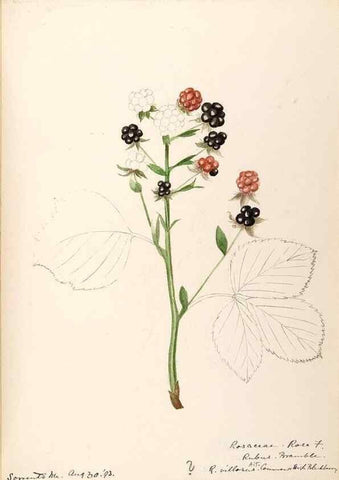 Reproducción/Reproduction 48788808211: [Water-color sketches of plants of North America and Europe]. . 
