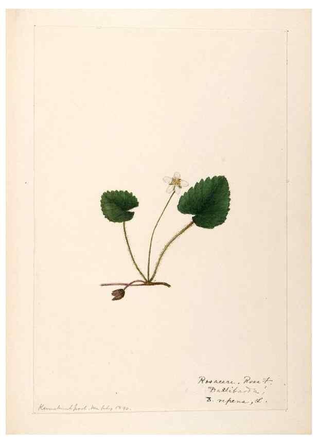 Reproducción/Reproduction 48788954077: [Water-color sketches of plants of North America and Europe]. . 