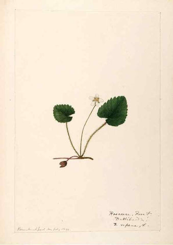 Reproducción/Reproduction 48788954077: [Water-color sketches of plants of North America and Europe]. . 