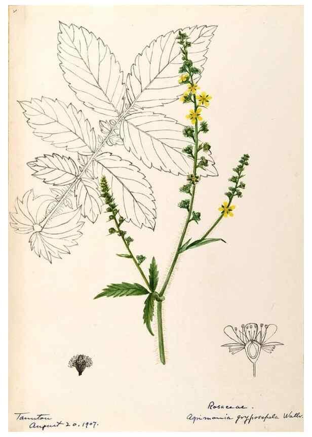 Reproducción/Reproduction 48788448363: [Water-color sketches of plants of North America and Europe]. . 