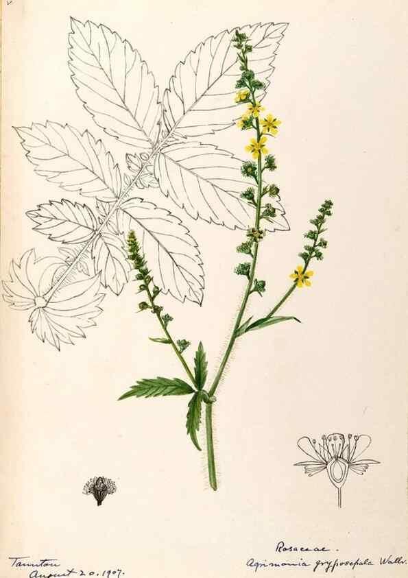 Reproducción/Reproduction 48788448363: [Water-color sketches of plants of North America and Europe]. . 