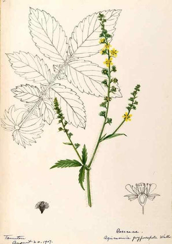 Reproducción/Reproduction 48788448363: [Water-color sketches of plants of North America and Europe]. . 