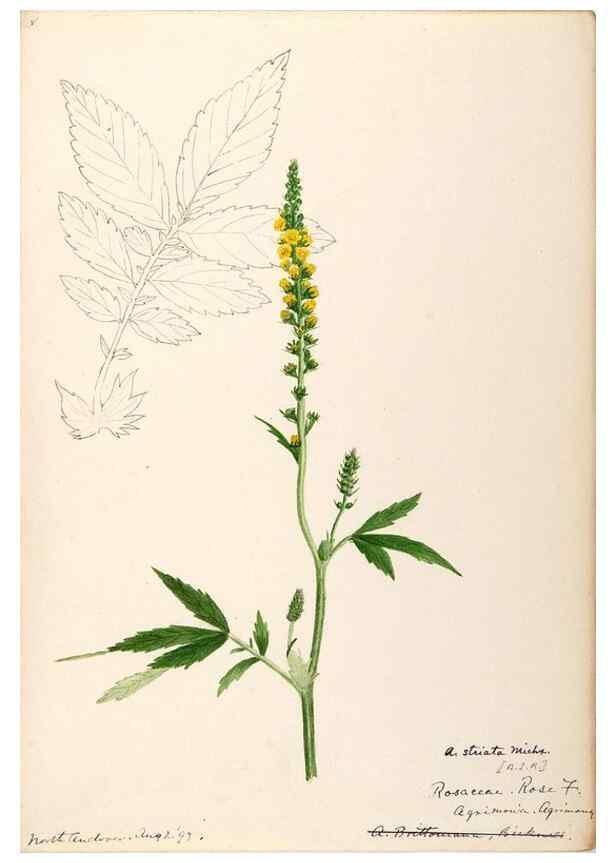 Reproducción/Reproduction 48788809406: [Water-color sketches of plants of North America and Europe]. . 