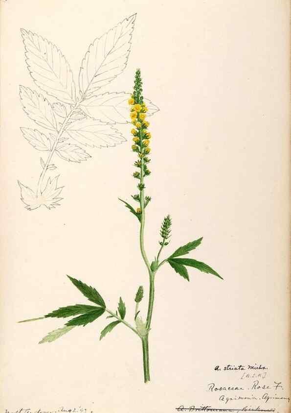Reproducción/Reproduction 48788809406: [Water-color sketches of plants of North America and Europe]. . 