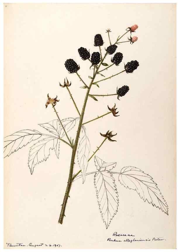 Reproducción/Reproduction 48788806151: [Water-color sketches of plants of North America and Europe]. . 
