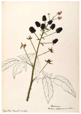 Reproducción/Reproduction 48788806151: [Water-color sketches of plants of North America and Europe]. . 