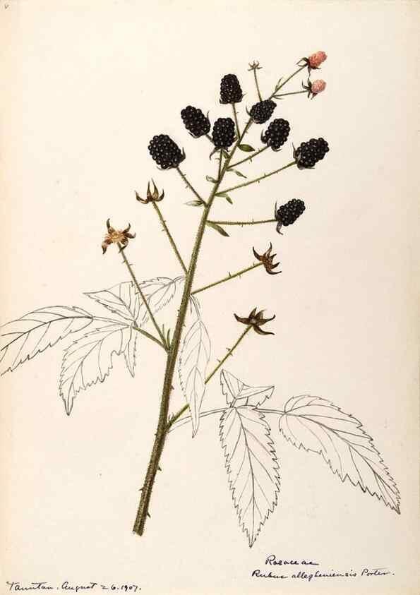 Reproducción/Reproduction 48788806151: [Water-color sketches of plants of North America and Europe]. . 