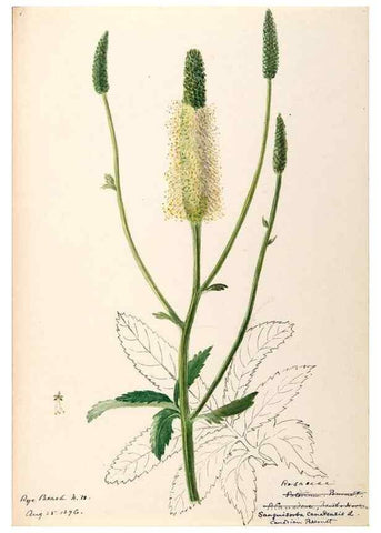 Reproducción/Reproduction 48788955287: [Water-color sketches of plants of North America and Europe]. . 