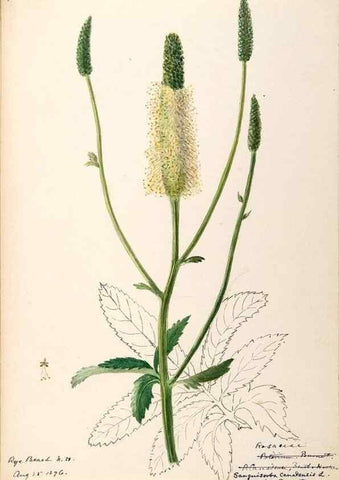 Reproducción/Reproduction 48788955287: [Water-color sketches of plants of North America and Europe]. . 
