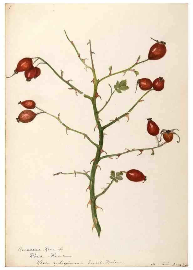 Reproducción/Reproduction 48788449918: [Water-color sketches of plants of North America and Europe]. . 