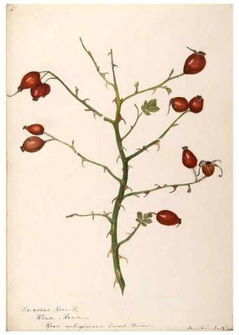 Reproducción/Reproduction 48788449918: [Water-color sketches of plants of North America and Europe]. . 