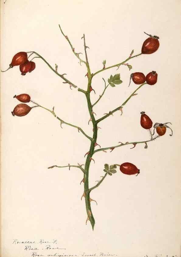 Reproducción/Reproduction 48788449918: [Water-color sketches of plants of North America and Europe]. . 