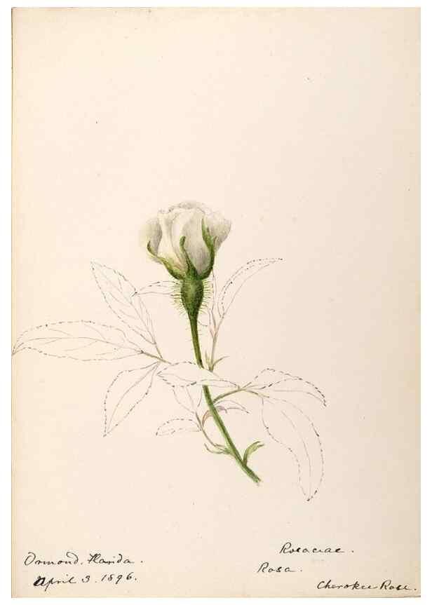 Reproducción/Reproduction 48788956482: [Water-color sketches of plants of North America and Europe]. . 