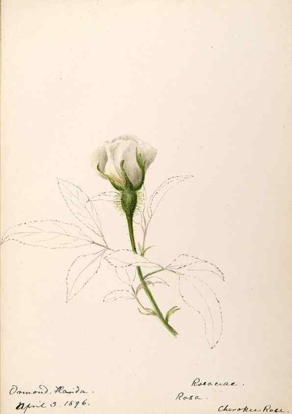 Reproducción/Reproduction 48788956482: [Water-color sketches of plants of North America and Europe]. . 