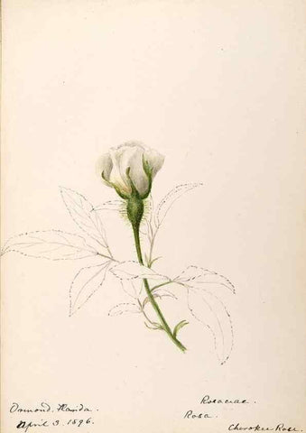 Reproducción/Reproduction 48788956482: [Water-color sketches of plants of North America and Europe]. . 