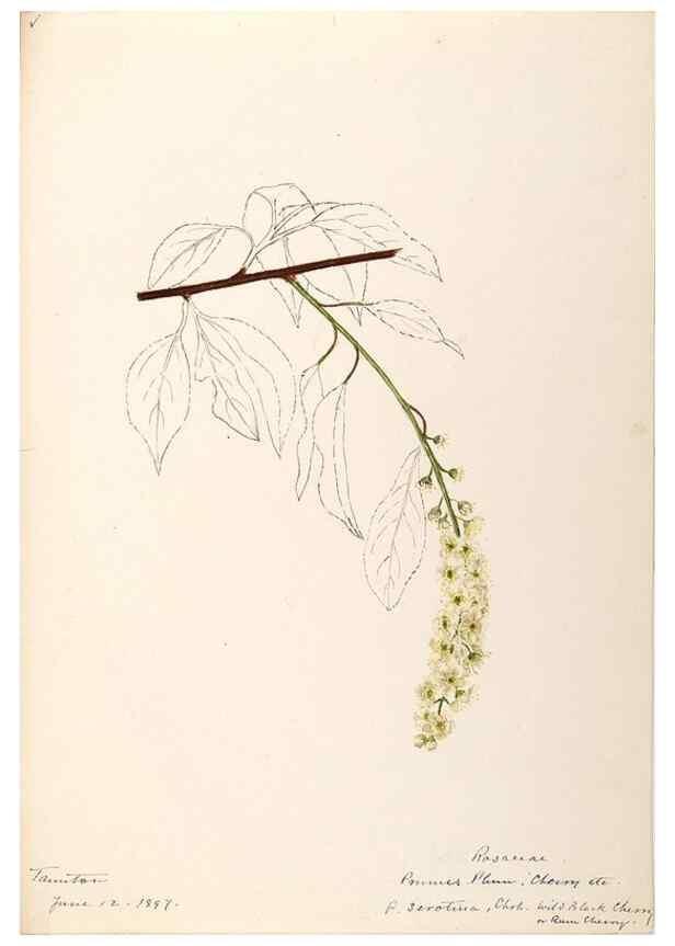 Reproducción/Reproduction 48788450748: [Water-color sketches of plants of North America and Europe]. . 