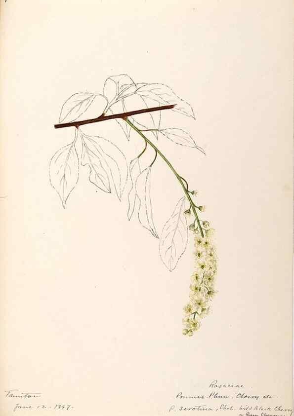 Reproducción/Reproduction 48788450748: [Water-color sketches of plants of North America and Europe]. . 