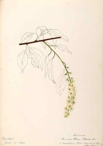 Reproducción/Reproduction 48788450748: [Water-color sketches of plants of North America and Europe]. . 