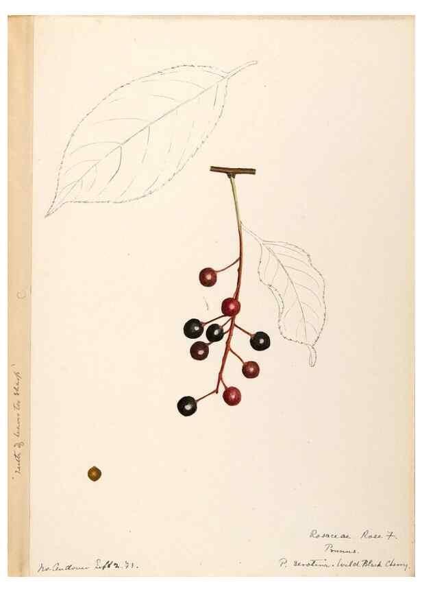 Reproducción/Reproduction 48788811811: [Water-color sketches of plants of North America and Europe]. . 