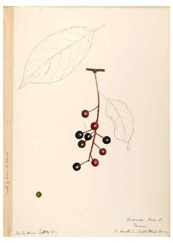Reproducción/Reproduction 48788811811: [Water-color sketches of plants of North America and Europe]. . 