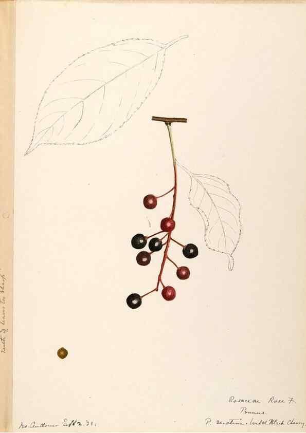 Reproducción/Reproduction 48788811811: [Water-color sketches of plants of North America and Europe]. . 