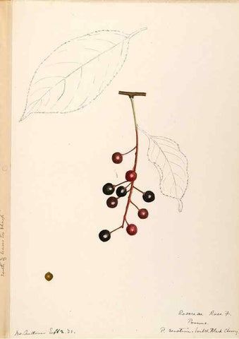 Reproducción/Reproduction 48788811811: [Water-color sketches of plants of North America and Europe]. . 