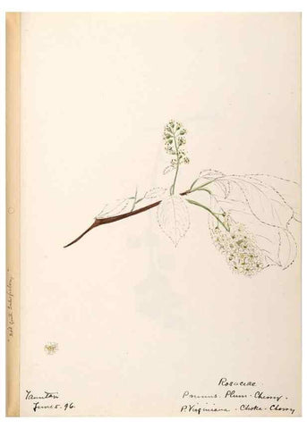 Reproducción/Reproduction 48788451443: [Water-color sketches of plants of North America and Europe]. . 