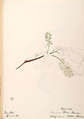 Reproducción/Reproduction 48788451443: [Water-color sketches of plants of North America and Europe]. . 