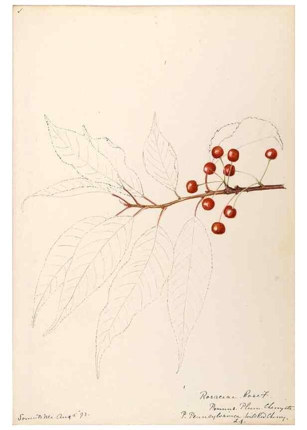 Reproducción/Reproduction 48788958052: [Water-color sketches of plants of North America and Europe]. . 