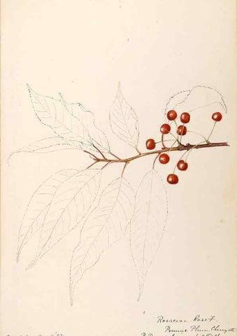 Reproducción/Reproduction 48788958052: [Water-color sketches of plants of North America and Europe]. . 