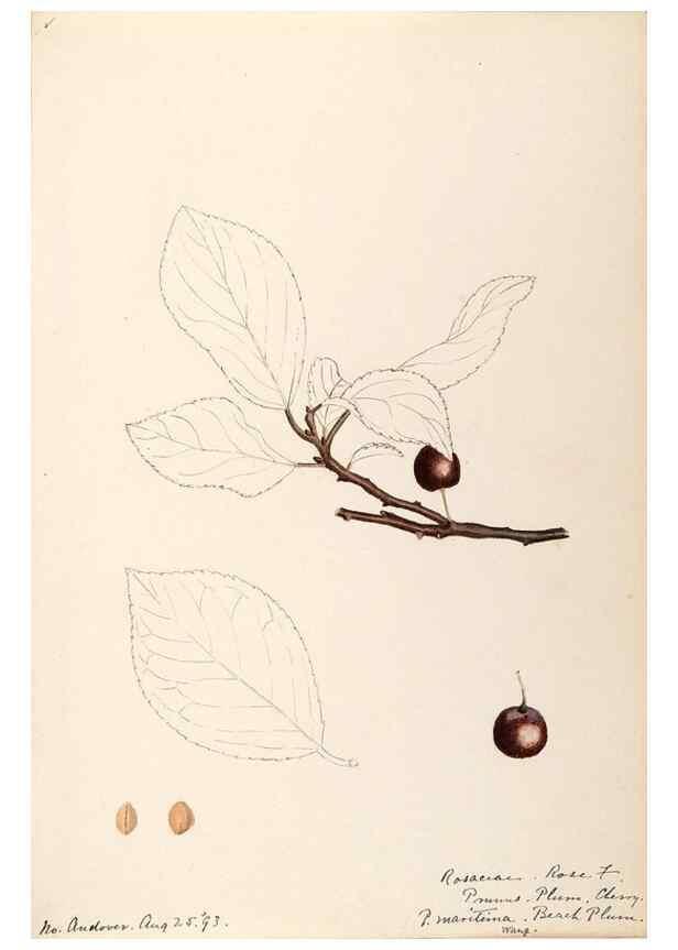 Reproducción/Reproduction 48788958462: [Water-color sketches of plants of North America and Europe]. . 