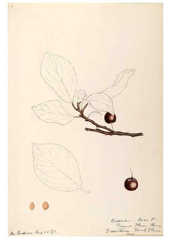 Reproducción/Reproduction 48788958462: [Water-color sketches of plants of North America and Europe]. . 