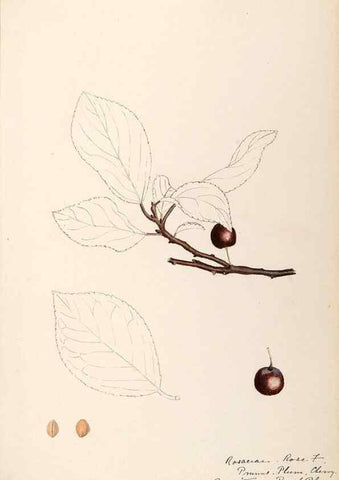 Reproducción/Reproduction 48788958462: [Water-color sketches of plants of North America and Europe]. . 