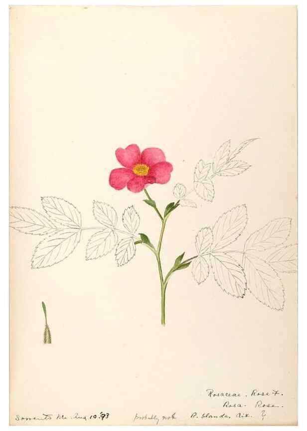 Reproducción/Reproduction 48788810216: [Water-color sketches of plants of North America and Europe]. . 