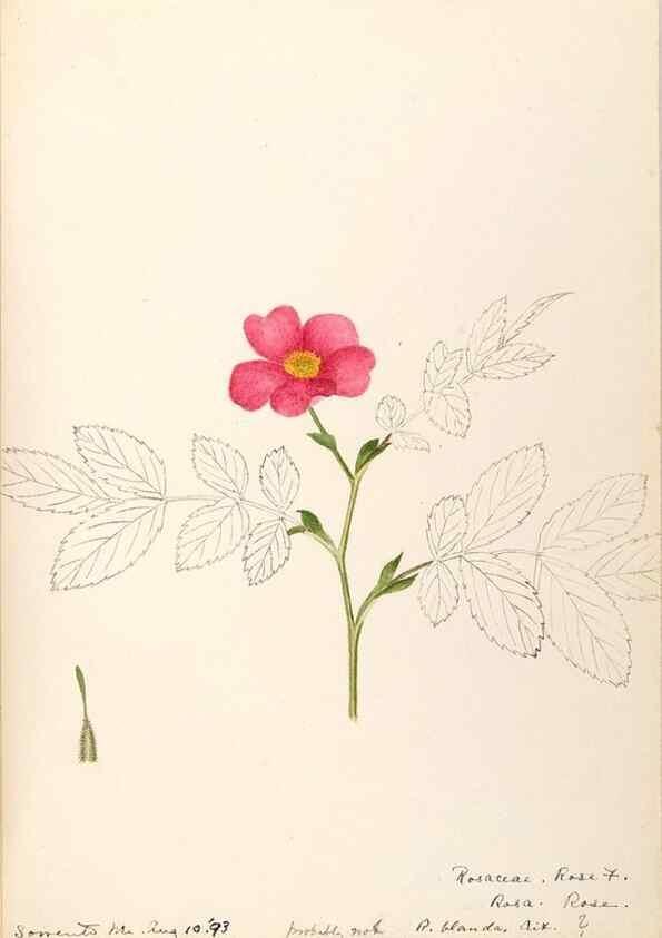 Reproducción/Reproduction 48788810216: [Water-color sketches of plants of North America and Europe]. . 
