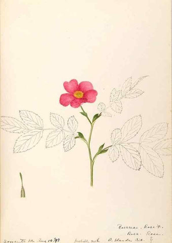 Reproducción/Reproduction 48788810216: [Water-color sketches of plants of North America and Europe]. . 