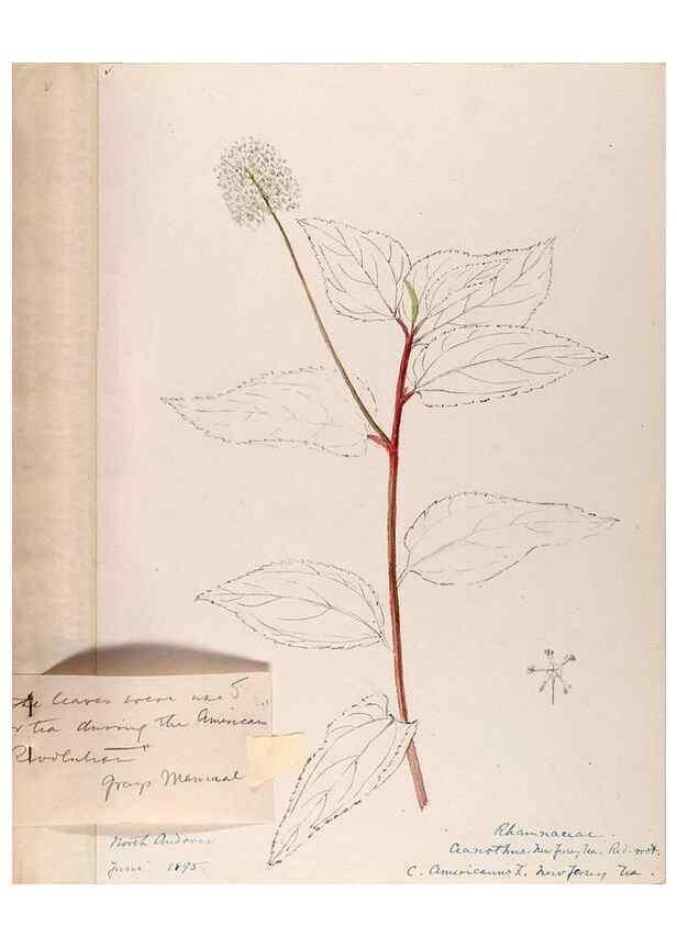 Reproducción/Reproduction 48789064922: [Water-color sketches of plants of North America and Europe]. . 