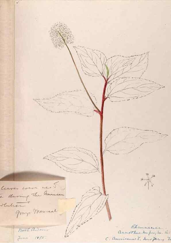 Reproducción/Reproduction 48789064922: [Water-color sketches of plants of North America and Europe]. . 
