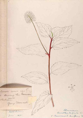 Reproducción/Reproduction 48789064922: [Water-color sketches of plants of North America and Europe]. . 