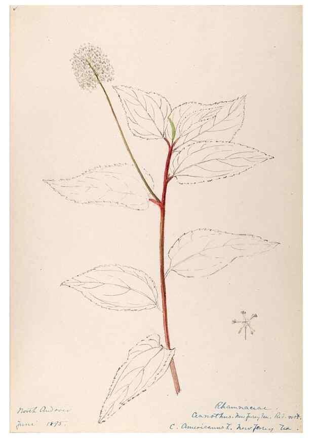 Reproducción/Reproduction 48788558428: [Water-color sketches of plants of North America and Europe]. . 