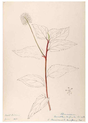 Reproducción/Reproduction 48788558428: [Water-color sketches of plants of North America and Europe]. . 