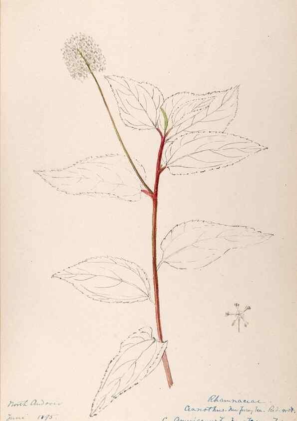 Reproducción/Reproduction 48788558428: [Water-color sketches of plants of North America and Europe]. . 