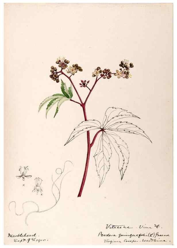 Reproducción/Reproduction 48788558778: [Water-color sketches of plants of North America and Europe]. . 