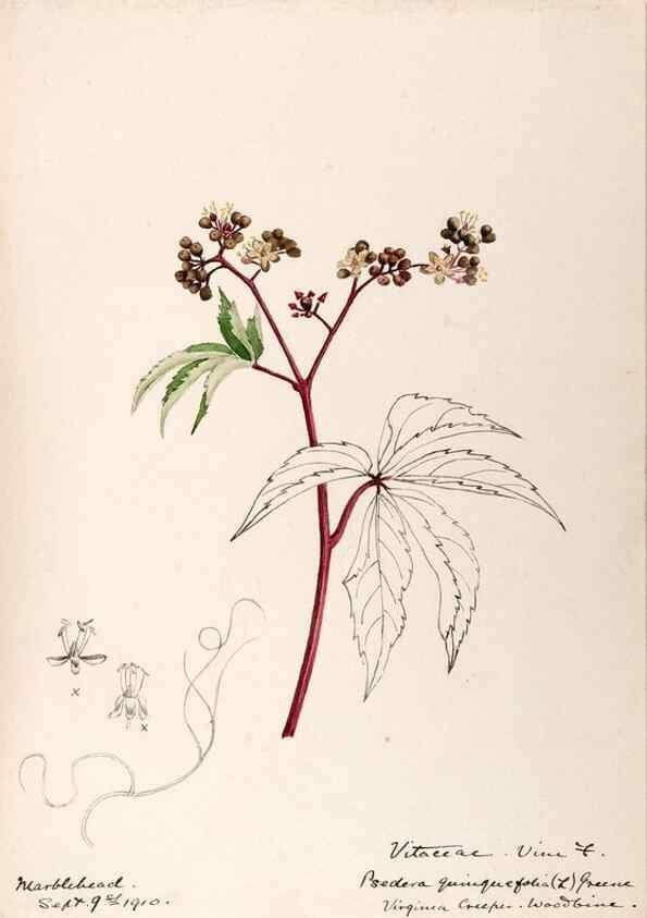 Reproducción/Reproduction 48788558778: [Water-color sketches of plants of North America and Europe]. . 