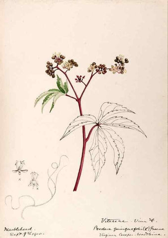 Reproducción/Reproduction 48788558778: [Water-color sketches of plants of North America and Europe]. . 
