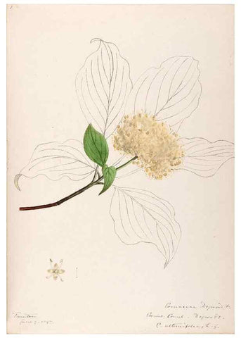 Reproducción/Reproduction 48789071006: [Water-color sketches of plants of North America and Europe]. . 