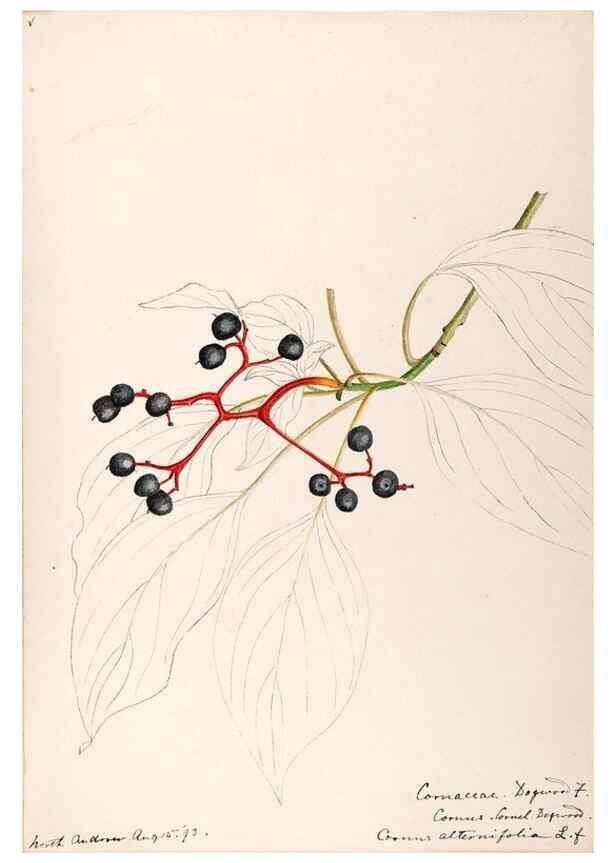 Reproducción/Reproduction 48789216397: [Water-color sketches of plants of North America and Europe]. . 