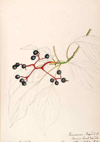 Reproducción/Reproduction 48789216397: [Water-color sketches of plants of North America and Europe]. . 